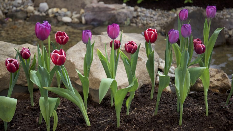 Tulips in a mulched flower bed. Landscaping with tulips in a mulched flower bed, stones, rocks and a stream.